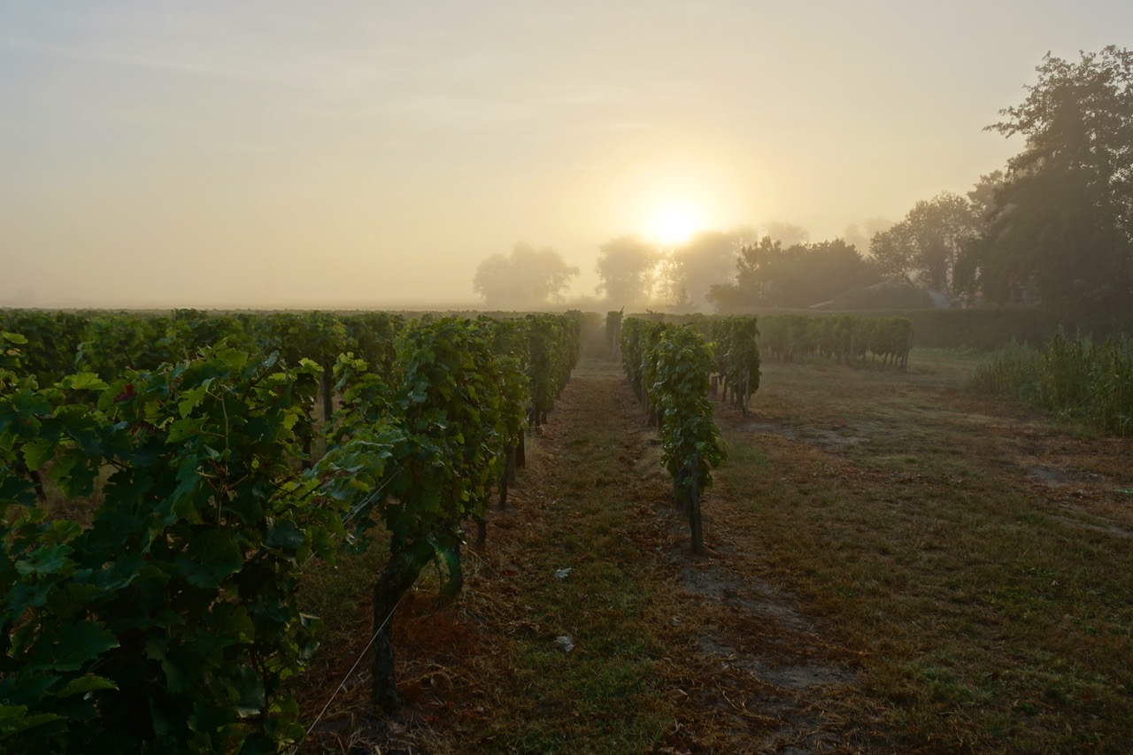 SEDawnVines